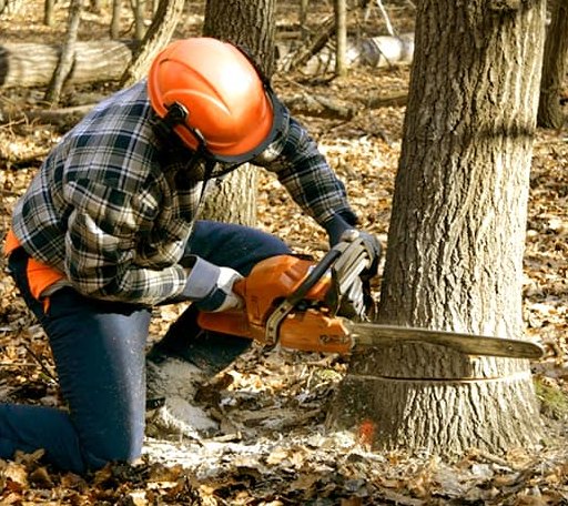 Tree Removal in Weston, MA